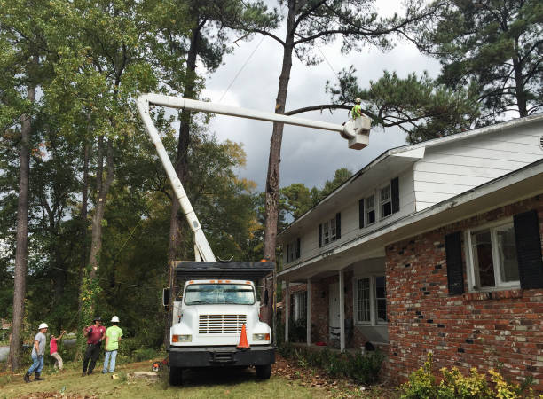 Best Tree Maintenance Programs  in Burien, WA