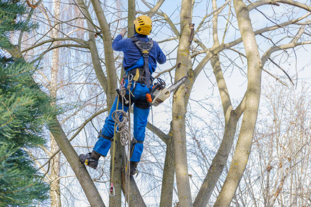 How Our Tree Care Process Works  in  Burien, WA