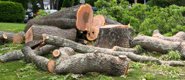  Burien, WA Tree Care Pros
