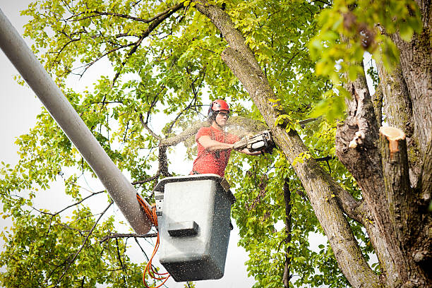 Seasonal Cleanup (Spring/Fall) in Burien, WA