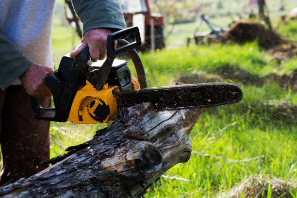 Best Tree Cabling and Bracing  in Burien, WA