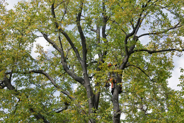 Professional Tree Care in Burien, WA